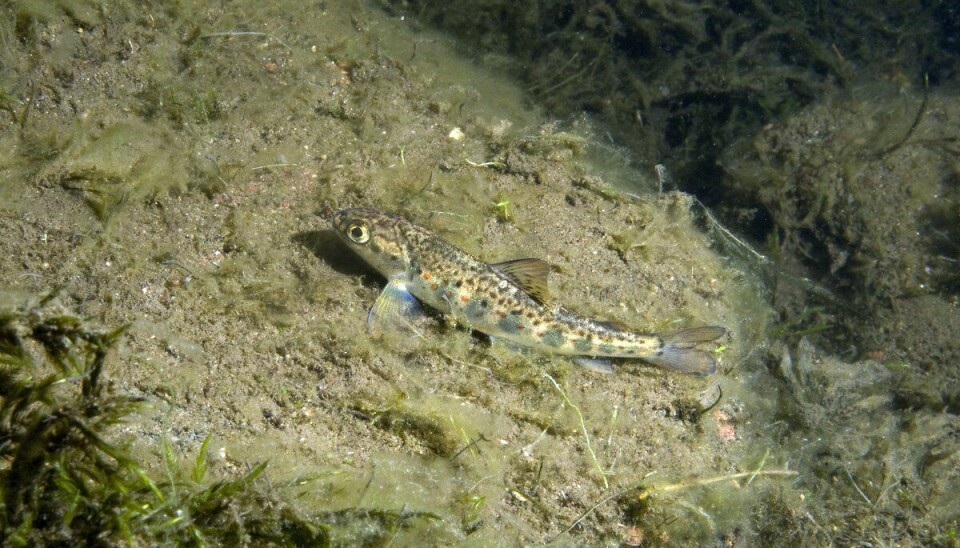 Forskarane har testa utvandrande smolt for virus.