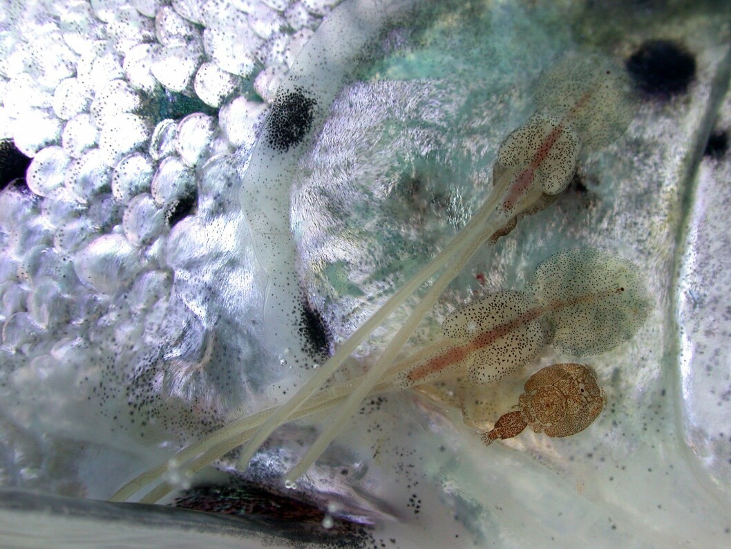 Lakselus på gjellelokk. Foto: Lars Hamre, Sea Lice Research Centre