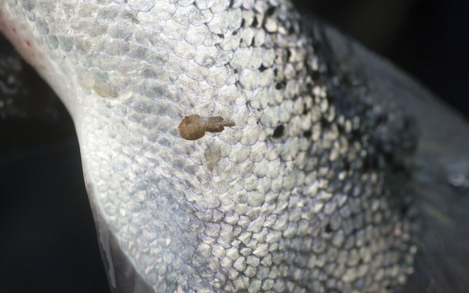 Lakselus fester seg til skinnet til laks og lever av blod og slim. Hvis laksen ikke behandles mot lakselus, kan parasittene lage sår som kan gjøre at fisken blir stresset og kan dø. Foto: Helge Skodvin/Nofima.