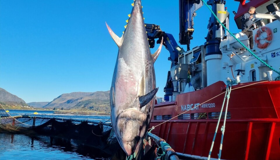 Makrellstørje i merd hos Sandnes Fiskeoppdrett.