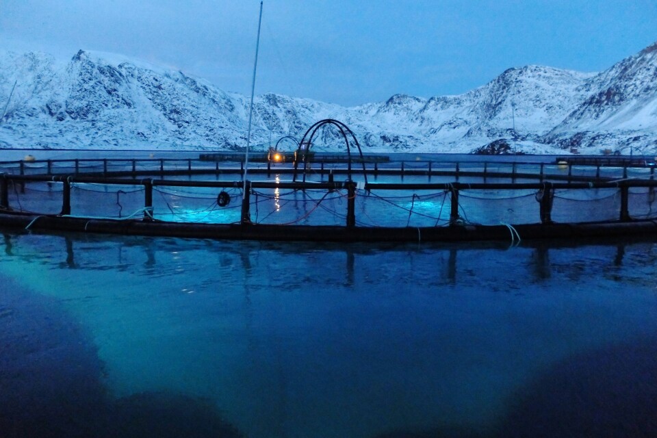 LED-lys reduserer lakseluspåslag og kjønnsmodning og fører til en bedre vekst hos laksen.Foto: Phillips.