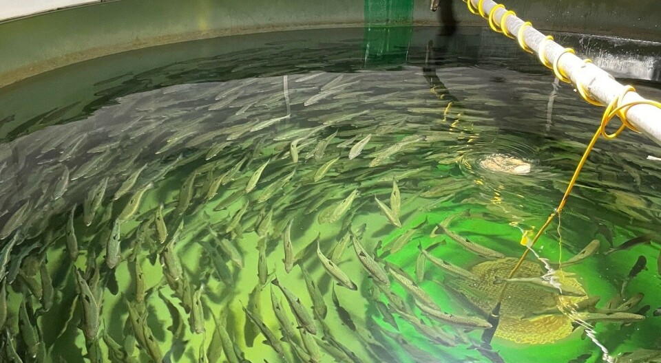 Her er fisken som skal settes ut i sjø - om man får lov.