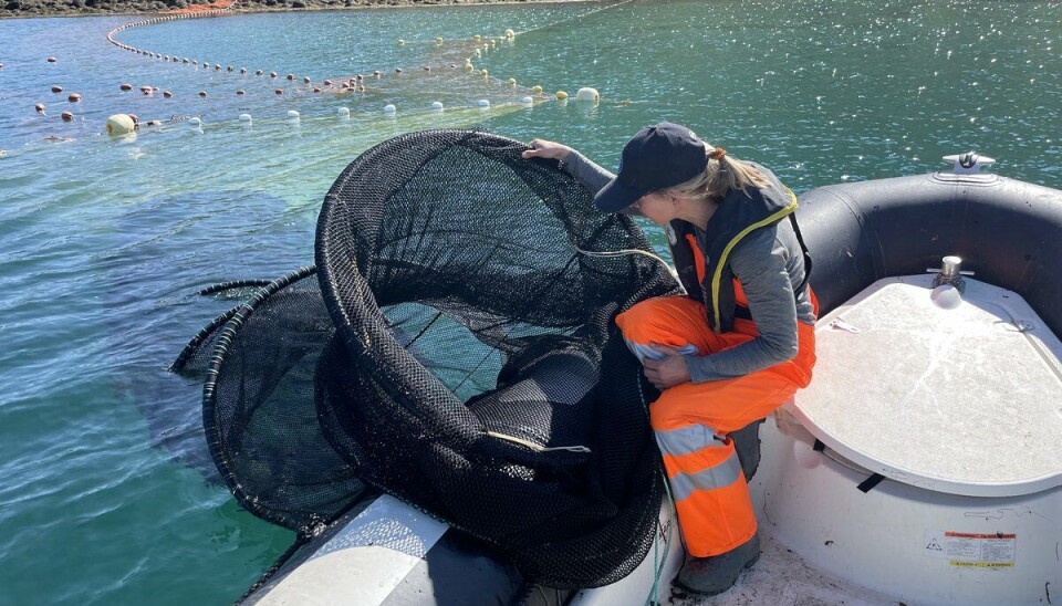 Storrusa er et av hovedverktøyene under luseovervåkningen. Storrusa er et av hovedverktøyene under luseovervåkningen.