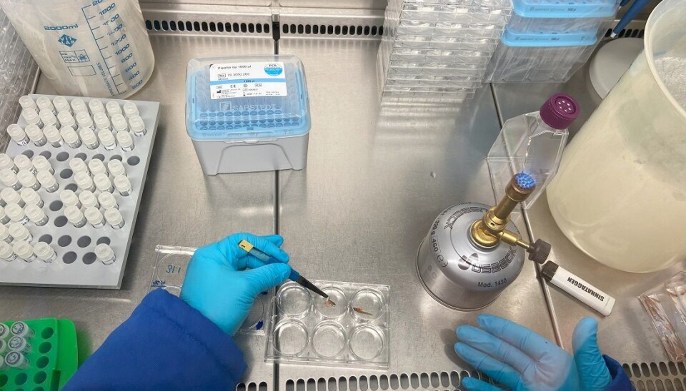 Stabile bakteriesamfunn er bra for fisken og oppdretterne. Men hvordan får vi til det? Her er Madeleine Gundersen i laboratoriet under arbeidet med doktorgraden.
