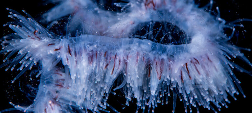 Perlesnormaneten er tilbake og kan true oppdrettsfisk