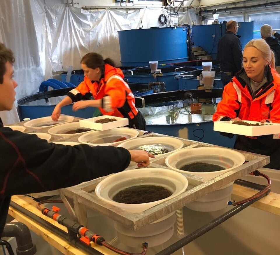 Med en produksjon på 600 000 rensefisk i året, er det nok å gjøre for de syv ansatte i selskapet. Foto: Austevoll Rensefisk