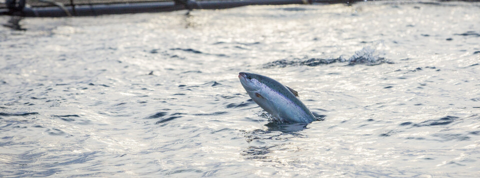 Sedasjon har gitt 30 % lavere dødelighet og 10 % bedre lusebehandling