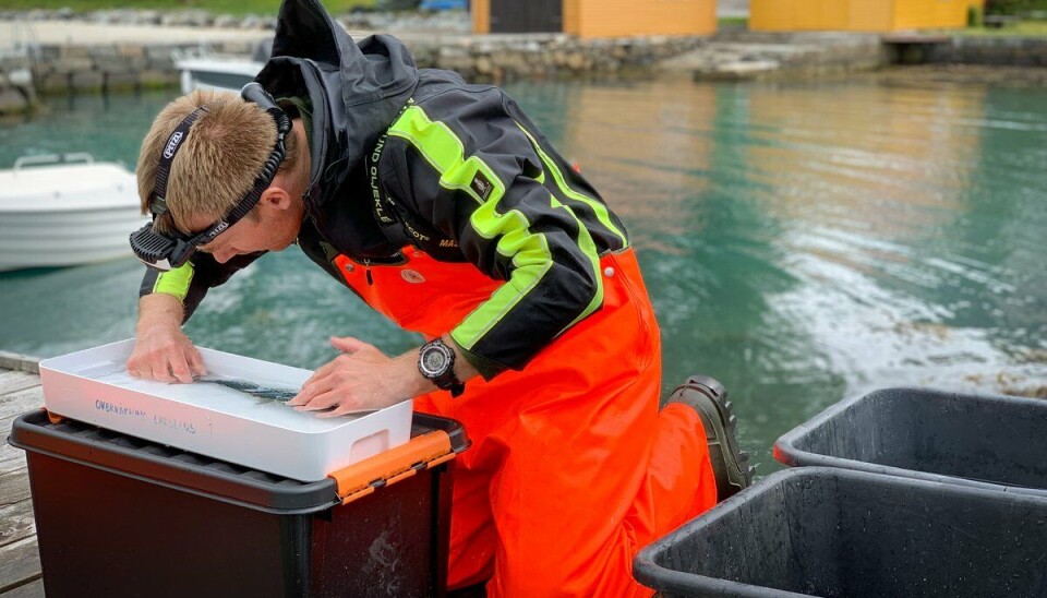 I lakselusovervåkingen på villfisk, fanger forskerne laksefisk i ruser og trål. De teller blant annet lus, og tar genprøve av fisken. Her i Rosendal.
