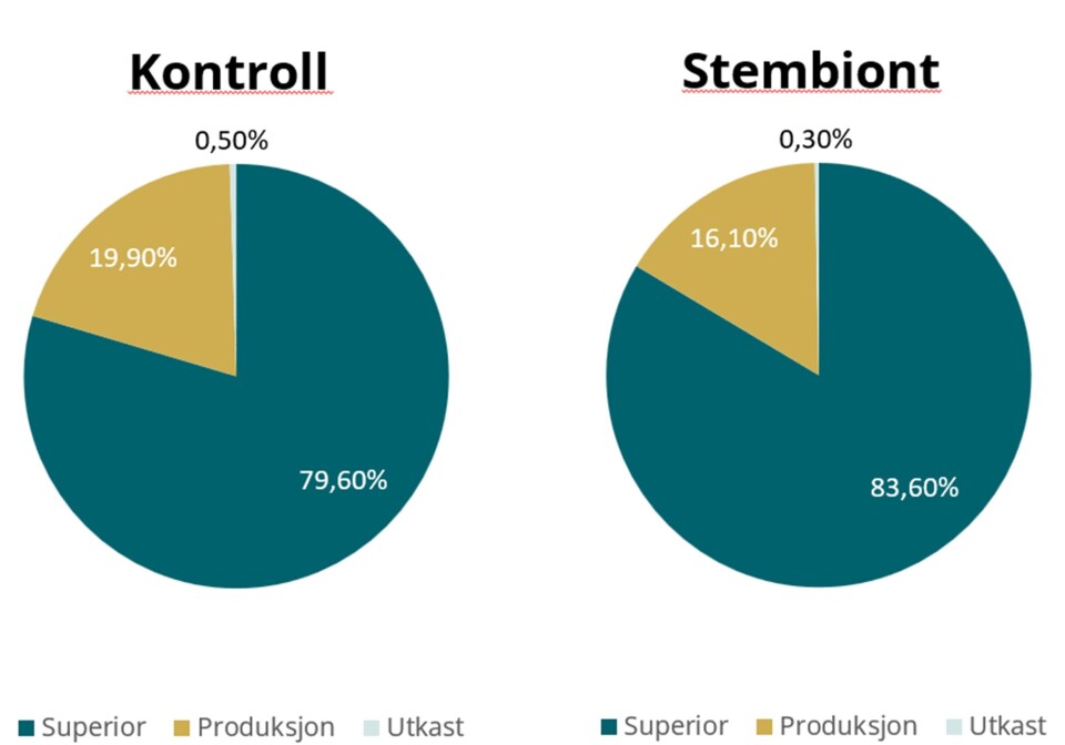 Figur 2. Fordeling av kvalitetskategorier ved slakt i snitt for Stembiont™- og kontrollmerder. Data er vist som et gjennomsnitt av tre merder av Stembiont™- og kontrollfisk