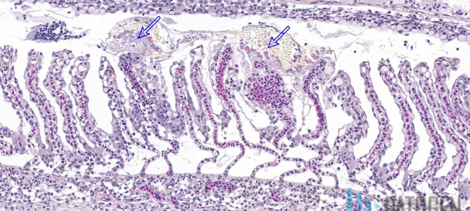 Perlesnormanet fører til skade på fisk langs hele kysten