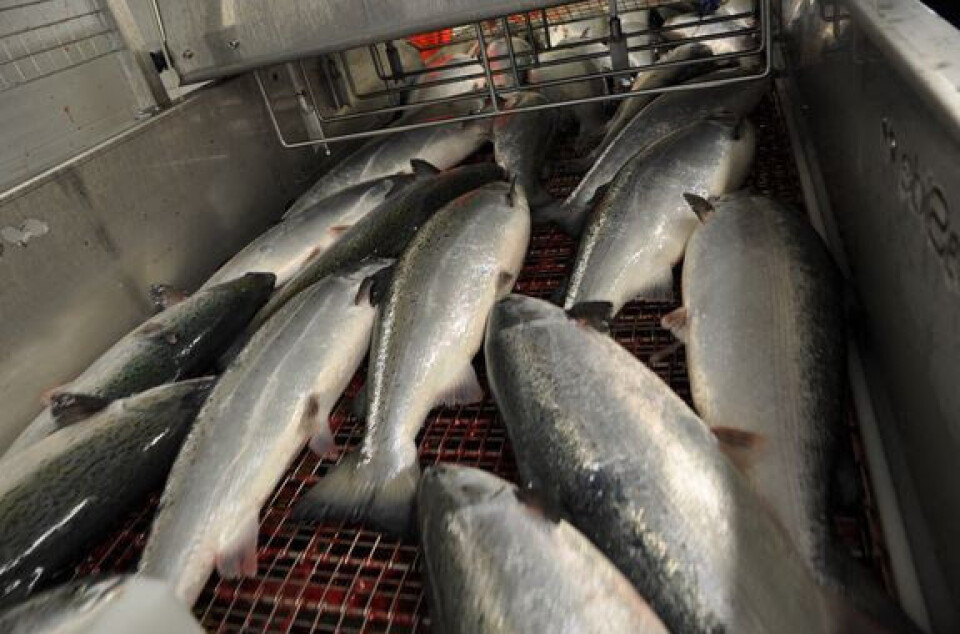 Mattilsynet gjennomførte i 2022 en kontroll av 28 fiskeslakterier. Det ble avdekket at mange fisk ikke ble skikkelig bedøvet før avliving.
