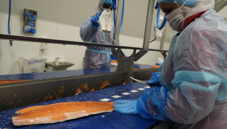 Filetering av laks på Filetfabrikken AS i Nittedal.