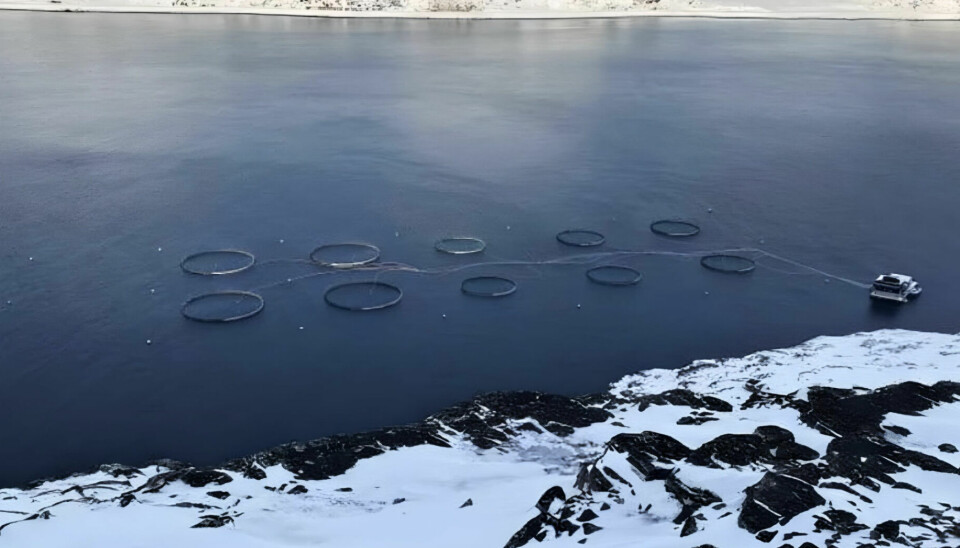 På Cermaq-lokalitet Bakfjorden er det to millioner fisk med en snittvekt i underkant av 2 kg.