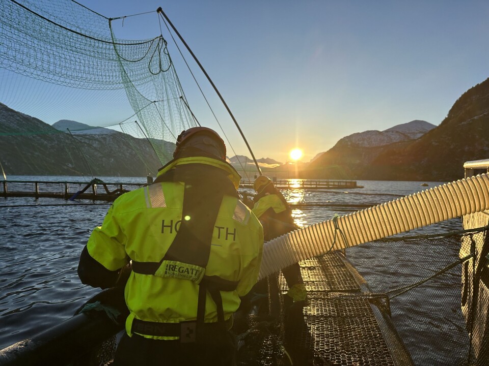 God historie: Det siste året er dødeligheten halvert på Hofseth sine lokaliteter. Dette bildet viser Skjortneset.