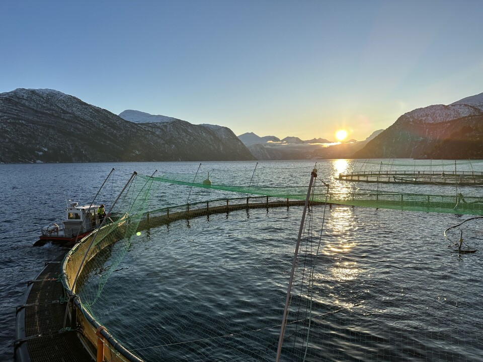 Fra Skjortneset