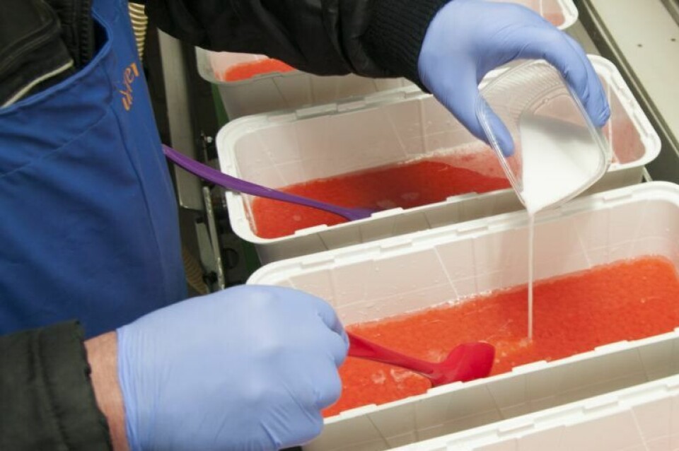 Den nye dokumentarboken ”Gullegg - Historien om Aquagen og genetikkens betydning for akvakulturen”, gir et unikt innblikk i arbeidet for oppdrettsfisken som er blitt en av Norges viktigste eksportvarer. Foto: AquaGen. Illustrasjonsfoto: AquaGen.