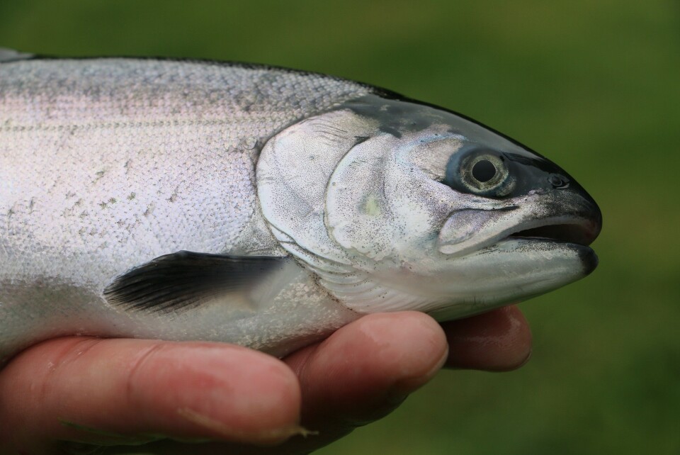 Coho laksen skal få redusert antibiotikabehandlingene med ny QTL for SRS-resistens. Foto: Aquagen.