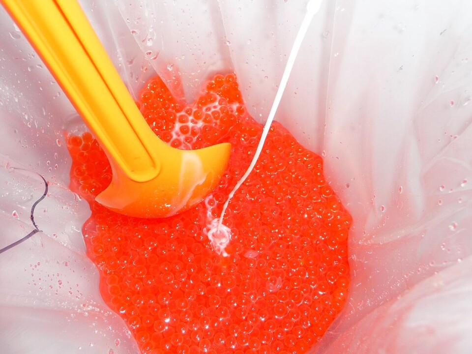 Befruktning av coho-rogn med melke fra SRS-resistent hannfisk. Foto: Aquagen.