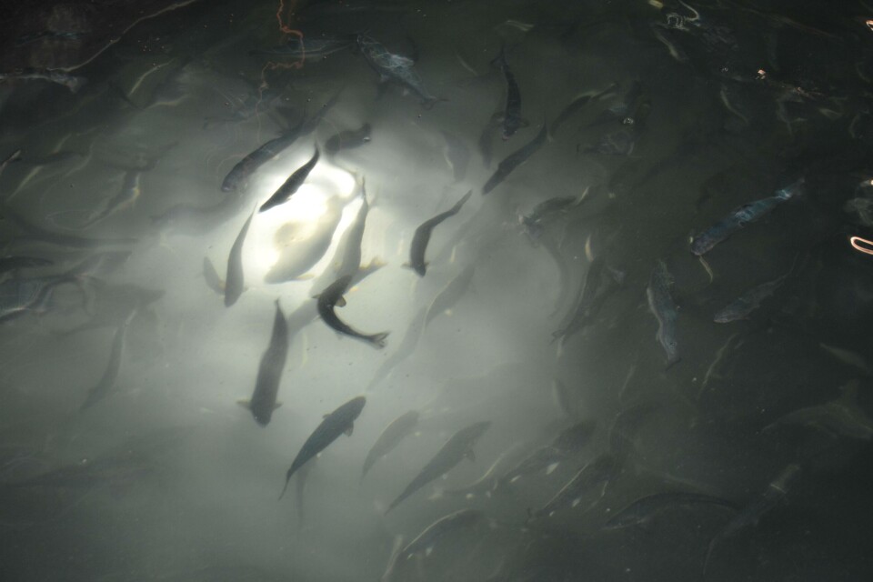 Illustrasjonsfoto av smolt.