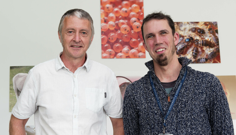 Nick Robinson og Diego Robledo, sammen med partnerne fra Nofima, Deakin University og University of Edinburgh, har laget en nyttig veiledning til bruk av genredigering.