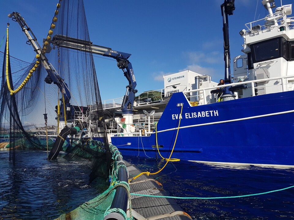 Avlusning ved bruk av Thermolicer med  fartøyet Eva Elisabeth. Resultatene etter avlusing viser at elektrofilteret immobiliserer eller avliver 100 % av lusen. Foto: Bremnes Seashore.
