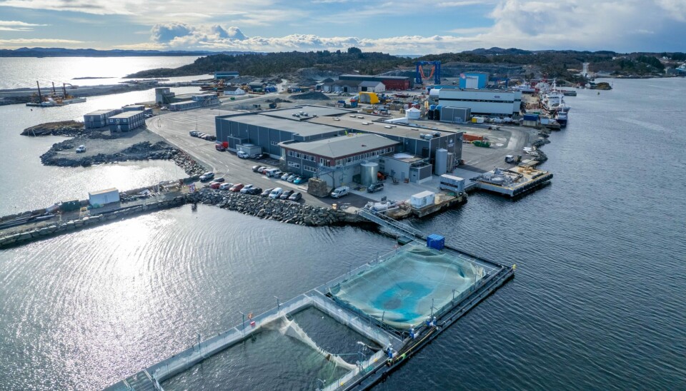 Hendelsen skjedde ved Hardanger Seafood sitt slakteri på Bømlo.