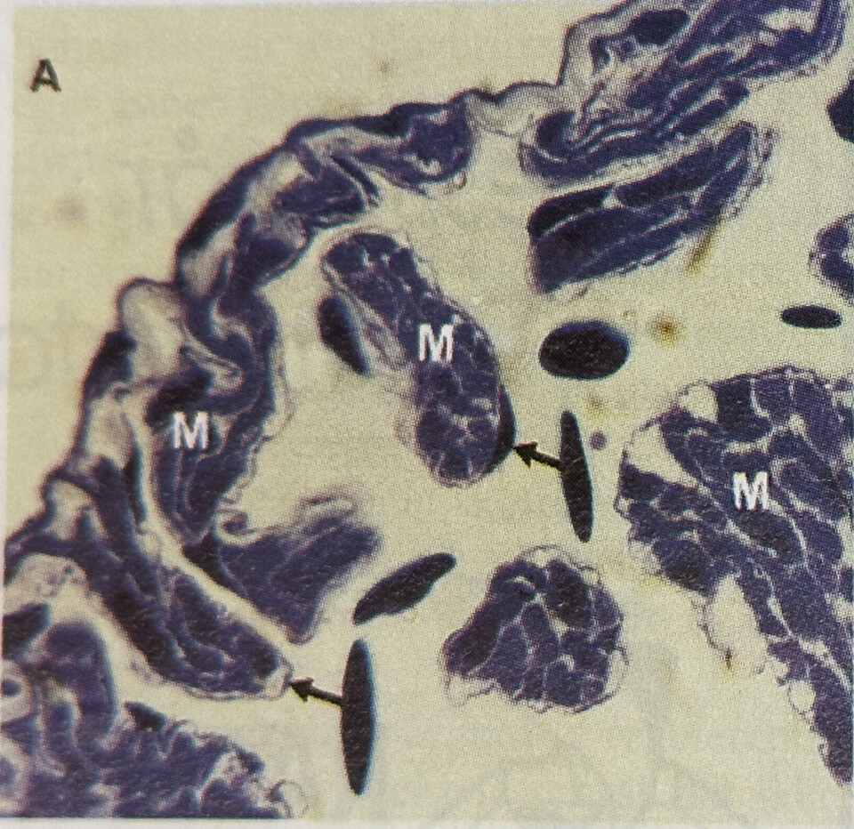 Figur A. Forkammerveggen i hjertet hos frisk laks. M=muskellaget (myokardet), endotelceller (pil). x500