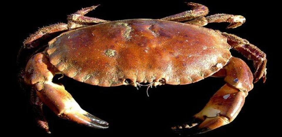 Nivåene av kadmium i taskekrabbe (Cancer pagurus) rundt oppdrettsanleggene tilsvarer det man finner i krabber i områder uten lokale påvirkningskilder.
