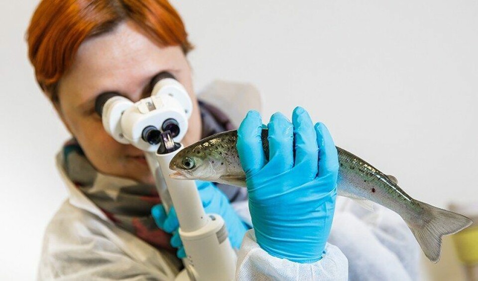 Nofima-forsker Jelena Kolarevic slår fast at oppdrettere har stort fokus på laksens ve og vel. Her tar hun prøver under CTRL Aqua-prosjektet. Foto: Terje Aamodt, Nofima.