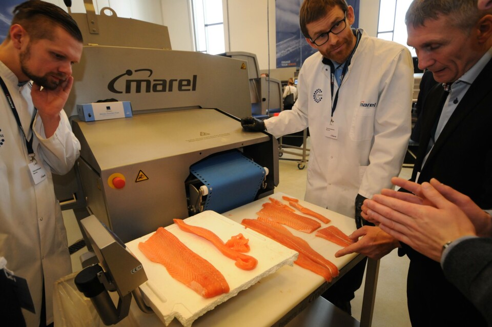 Her er bitene der beina er skåret bort med vannkjæring. Dette er første gang man skal ha klart å fjerne bein automatisk i pre-rigor tilstand. Foto: Pål Mugaas Jensen.