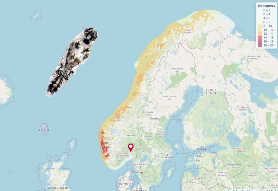 Beregninger gjennomført av Norsk Regnesentral tyder på at lus ikke sprer seg så langt som modellen har forutsatt til nå. Dette er tatt inn som forutsetning i Veterinærinstituttets lusemodell. Kartet viser forventet lakselusspredning to uker frem i tid per 15. juni 2021. Kart hentet fra: Veterinærinstituttets spredningsmodell.