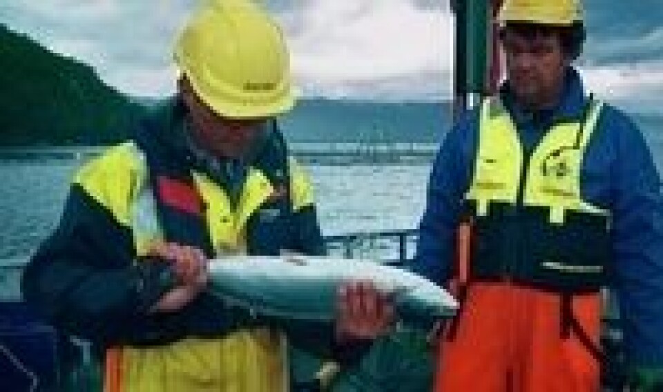 Lakselusene har flere steder vært 5 ganger over det tillate nivået. Foto: Marine Harvest