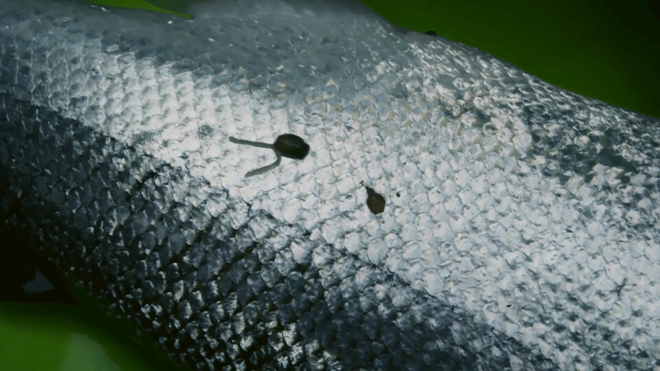 Arkivfoto: Parasitten lakselus er ikke farlig å spise.