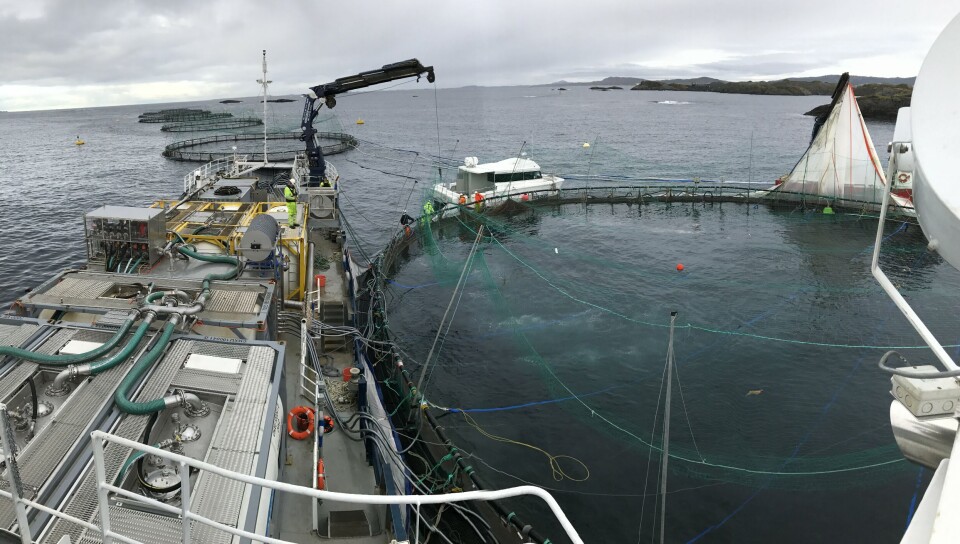 Illustrasjonsfoto avlusning merd. Foto: Chemco.