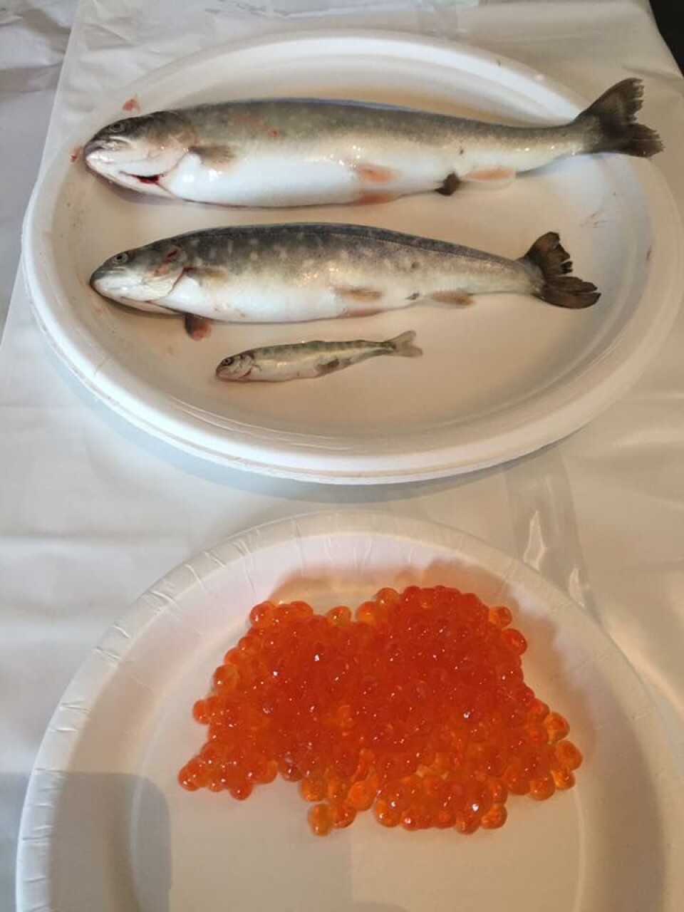 På visningsanlegget viser de frem flere sider av lakseproduksjonen. Foto: Marte Sørbø Hoholm, Akvakultur i Vesterålen.