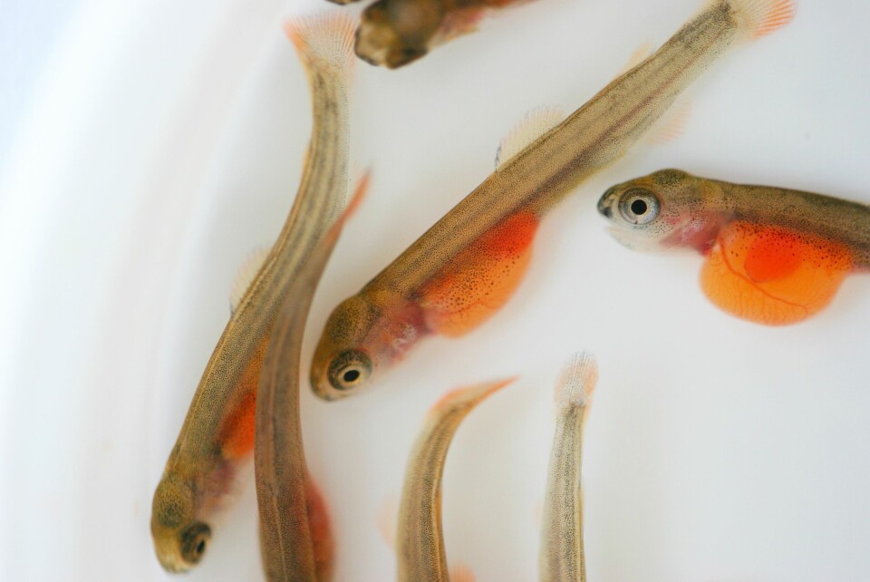 Plommesjekkyngel av regnbueørret. Foto: AquaGen.