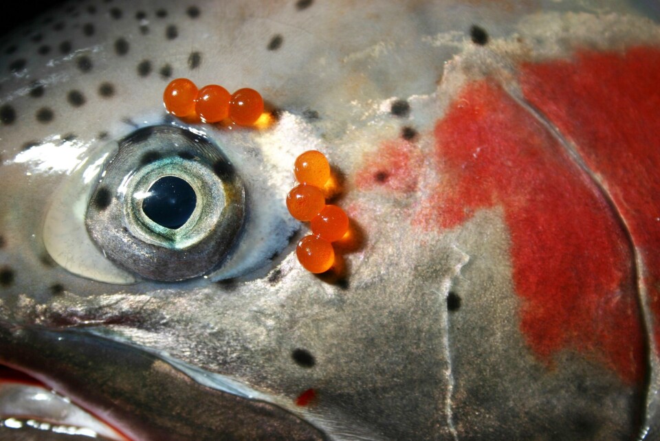 Stamfisk av regnbueørret med tilhørende ubefruktet rogn. Foto: AquaGen.