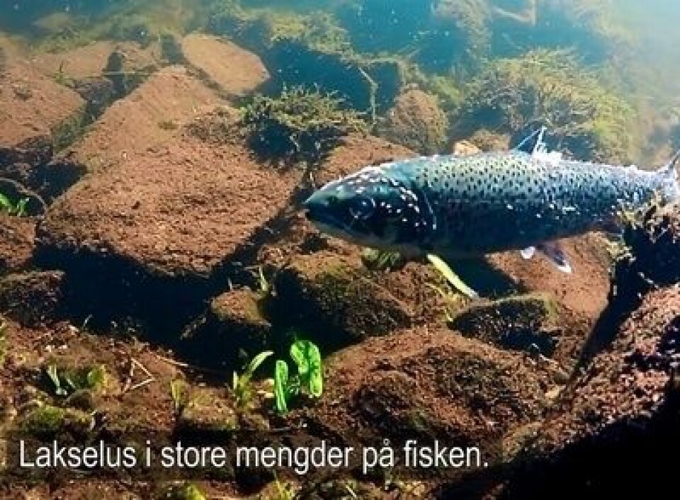 Klipp fra 'I skyggen av laksen'. Foto: NRK skjermdump