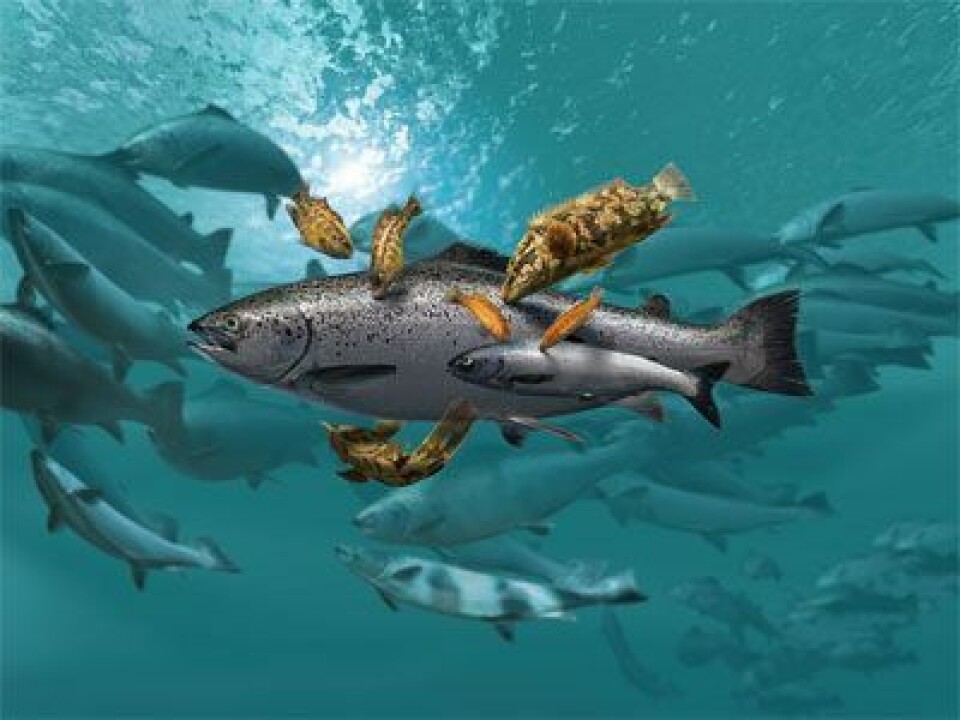 Marine Harvest, leppefisk, rognkjeks