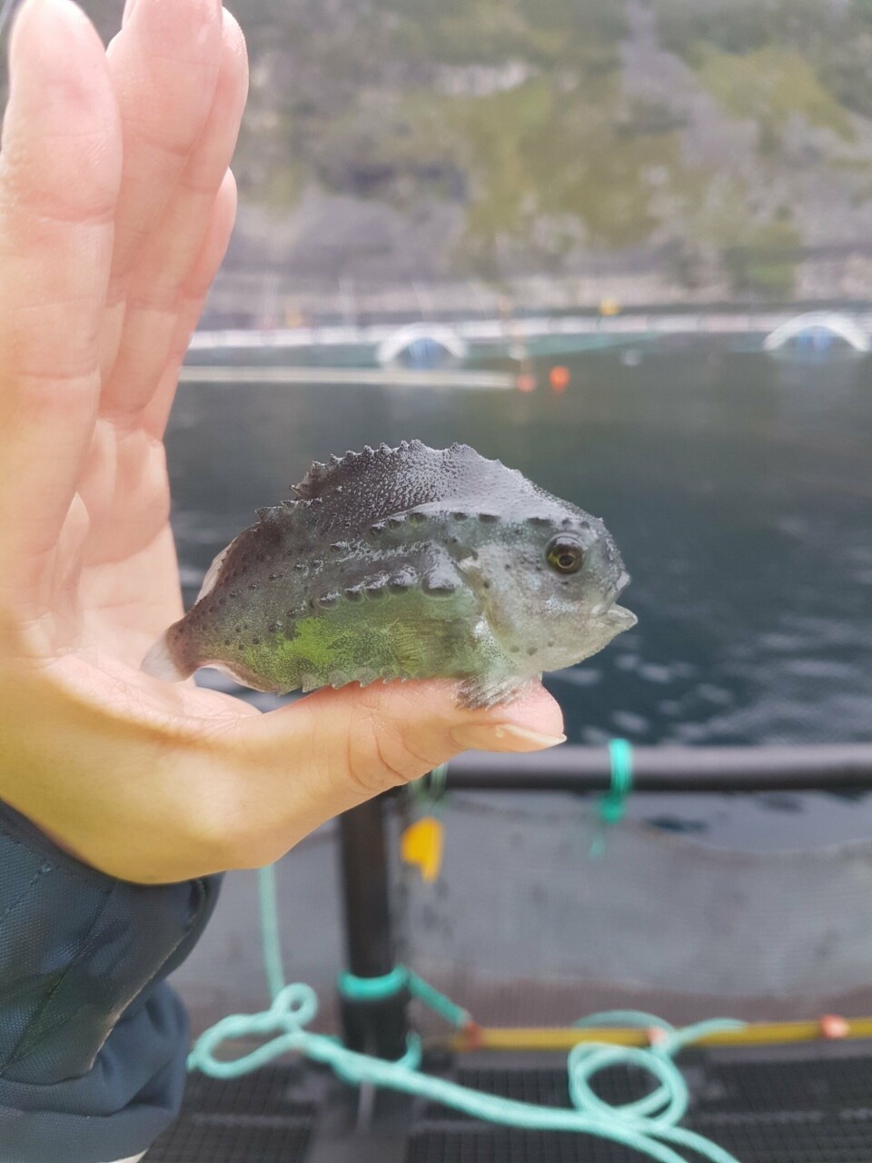 Rognkjeksen er en viktig del av GSF sin lakselus-bekjempelse, ettersom rensefisken kan holde lusetallene nede og selskapet kan unngå behandlinger. Klikk for større bilde. Foto: GSF.