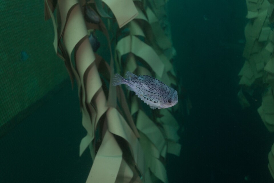 Gode skjul til rognkjeksen er viktig, og Grieg Seafood Finnmark har utviklet sine egne. Samtidig som de ser på muligheter for skjul av resirkulerbare materialer. Klikk for større bilde. Foto: GSF.