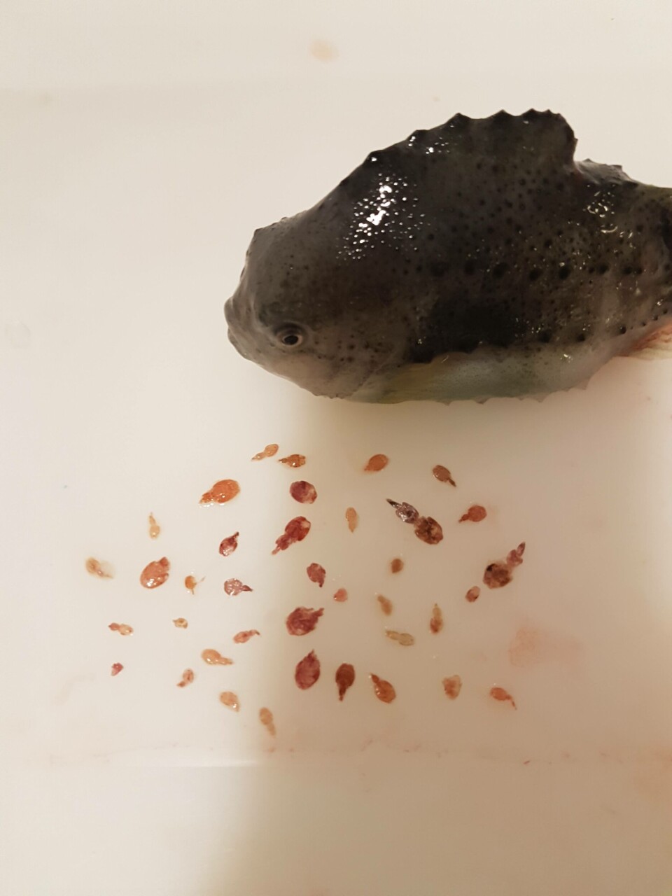 Her ser du den ene rognkjeksen til GSF som har spist en god porsjon lus den siste tiden. Både mørke og lyse lakselus og skottelus. Klikk for større bilde. Foto: GSF.