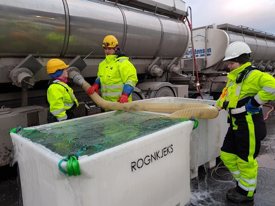 Overlevering av rognkjeks fra Finnmark rensefisk til Grieg Seafood Finnmark. Foto: GSF.