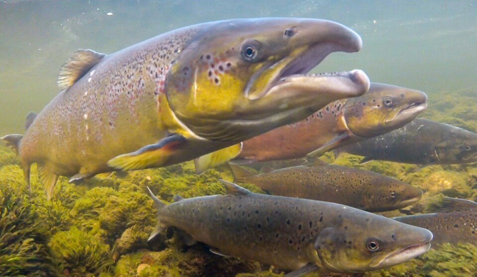 Andelen rømte oppdrettslaks på gyteplassen har gått ned, viser publiserte rømmingstall fra de siste 30 år. Fotograf: Rune Muladal/Naturtjenester i Nord.