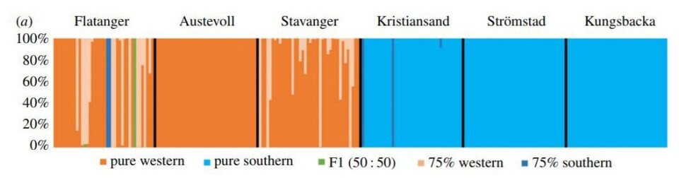 Grønngylten i sør hadde i hovedsak sørlige gener illustrert i blått. I Flatanger var genmaterialet hos de analyserte fiskene mer blandet. (Figur fra artikkelen-klikk for større bilde)