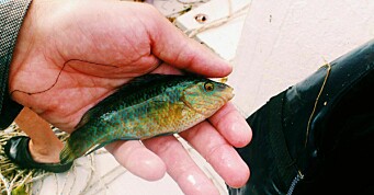- Rømt leppefisk kan påvirke lokale bestander