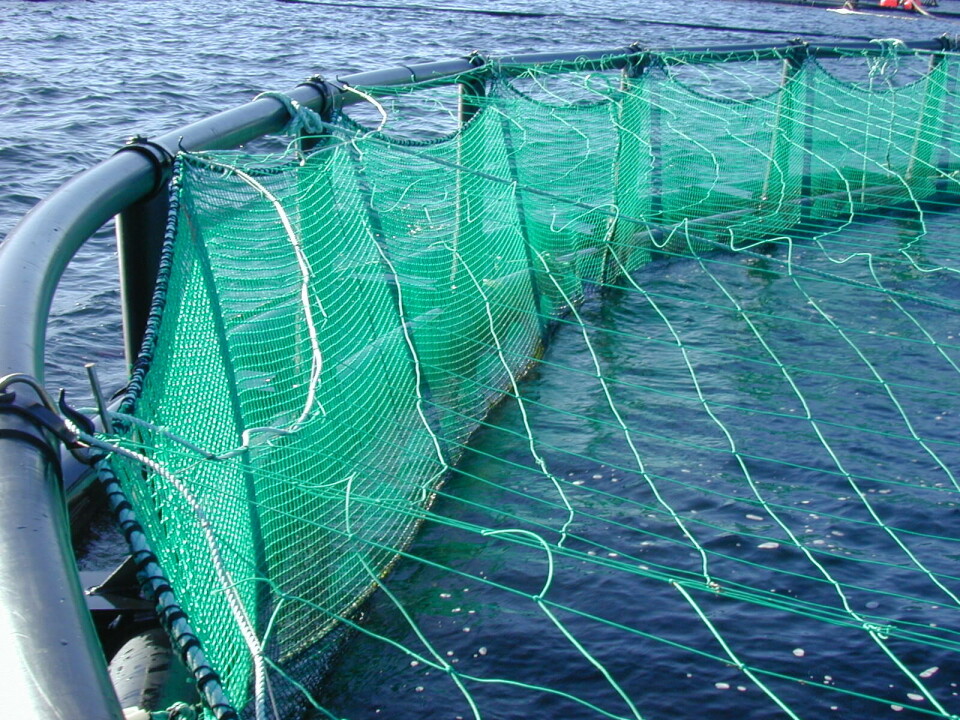 Fisken som rømte har ei snittvekt på i underkant av 4 kg. Illustrasjonsfoto.