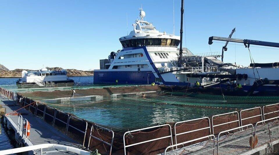 Lokaliteten Ånnaholmane hadde 3,06 voksne hunnlus i uke 8 da en badebehandling mot lus ikke fungerte. Foto: Langøy Fiskeoppdrett.