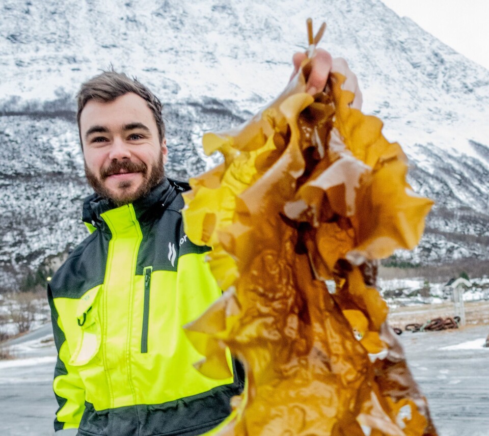 Ole Jørgen Thue Holthe, markedsføringssjef i Kelpinor er fornøgd med fjorårets hausting.