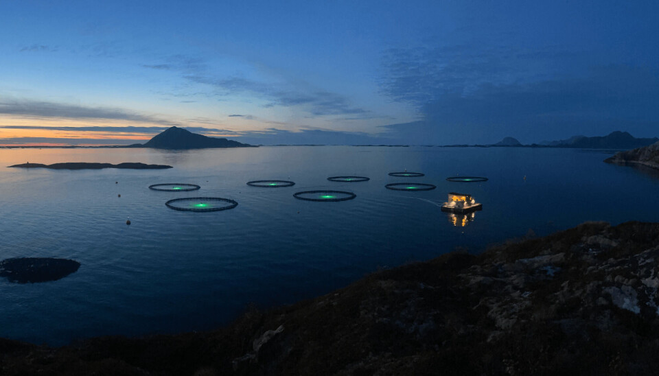 Norcod sin lokalitet Frosvika i Meløy. Norcod sin lokalitet Frosvika i Meløy.